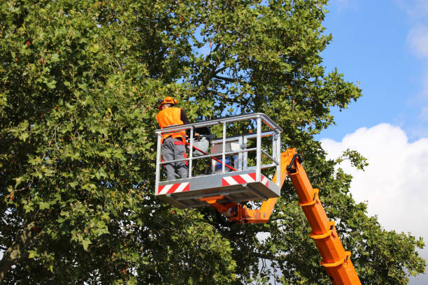 The Steps Involved in Our Tree Care Process in Marlow Heights, MD